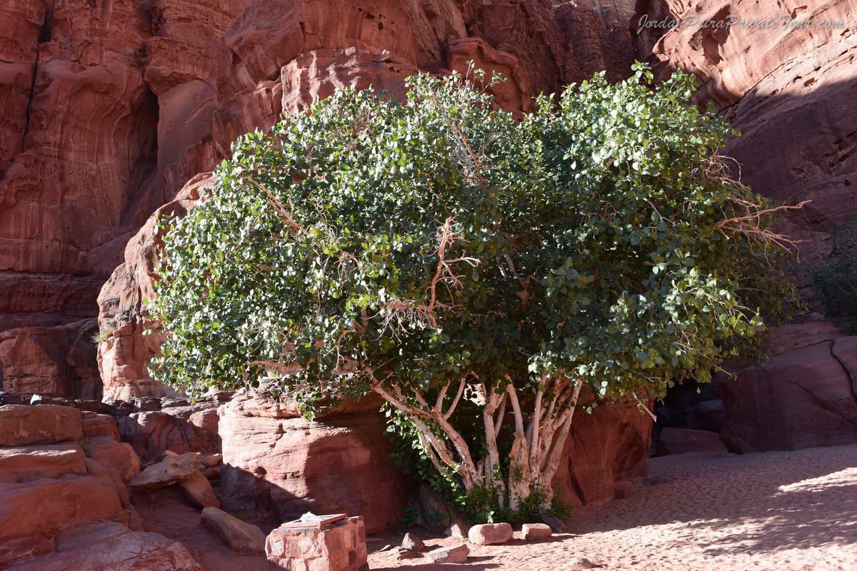 wadi rum jordan 13 20170420 1449499721